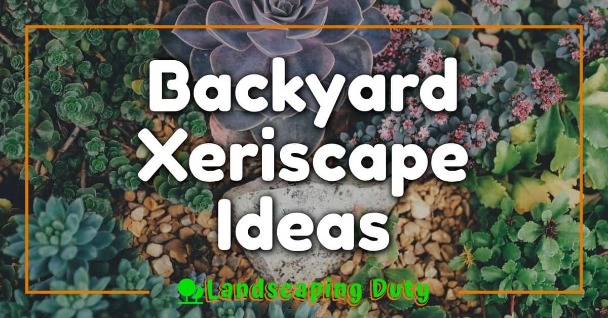 Backyard Xeriscape Ideas