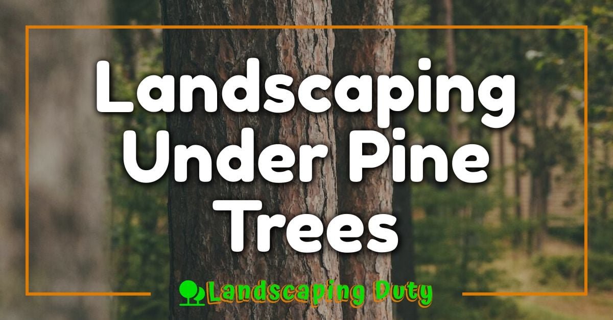 Landscaping Under Pine Trees